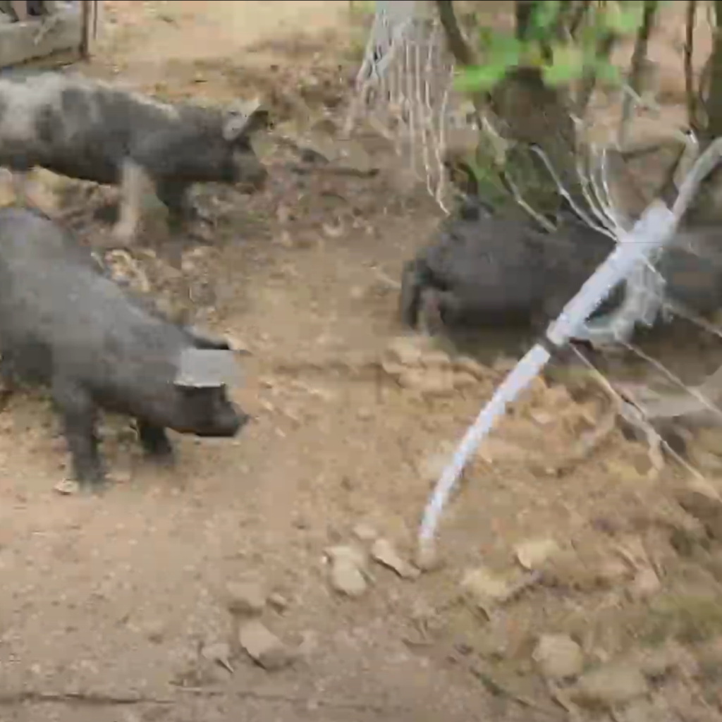 The Infamous Pig Stampede Of All Hell Breaks Loose Skyline