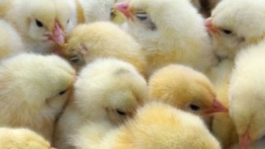 broiler chicks in brooder