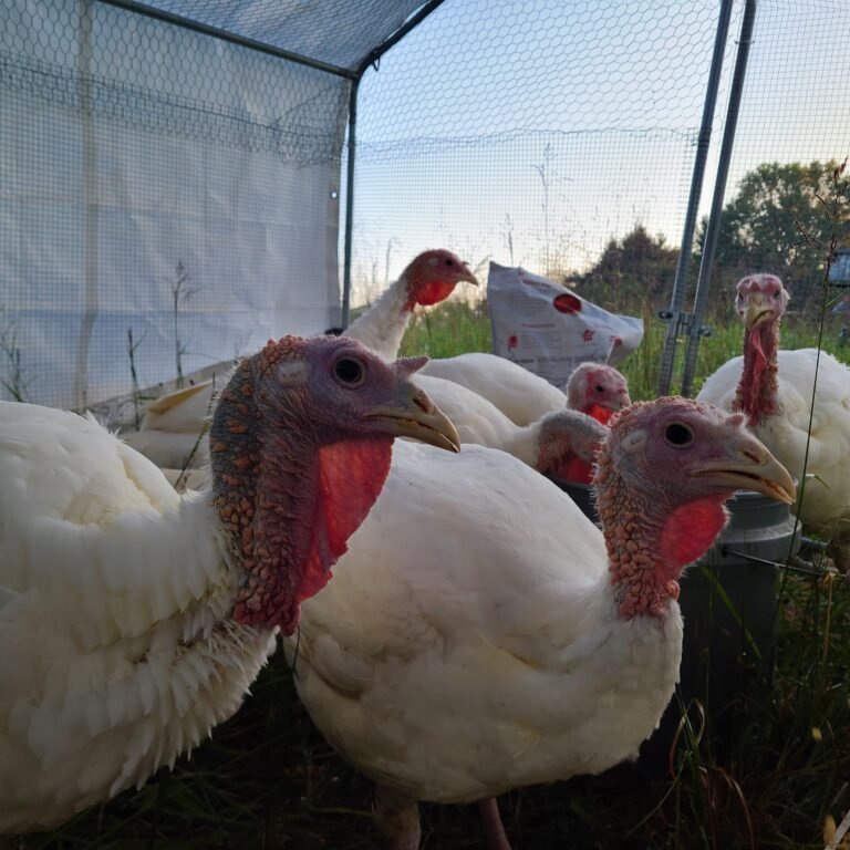 Pastured Turkeys for Thanksgiving