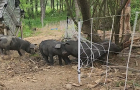 Pig Pushing through Pig Net