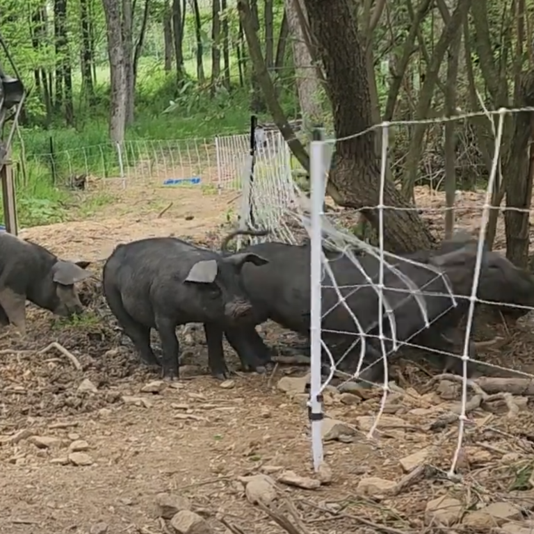 Pig Pushing through Pig Net