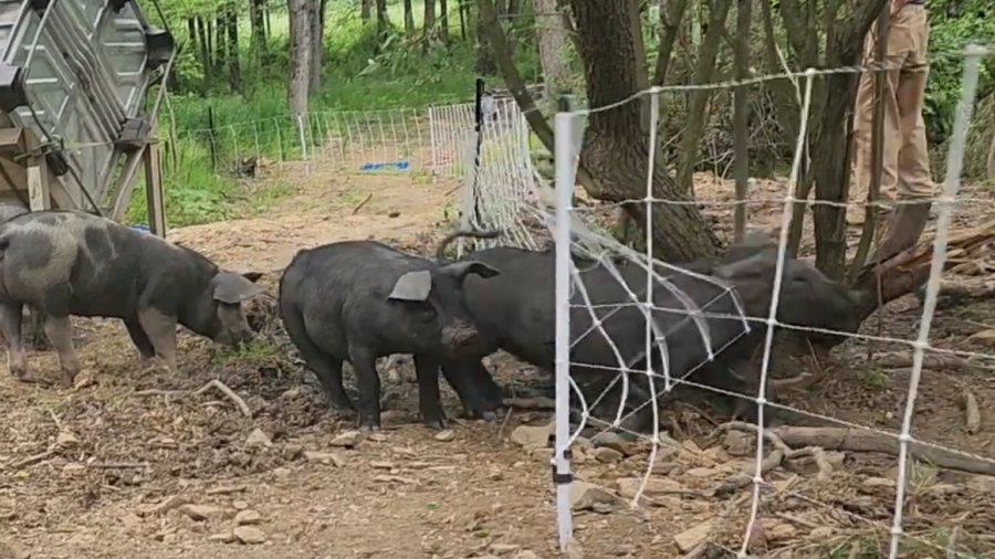 Pig Pushing through Pig Net