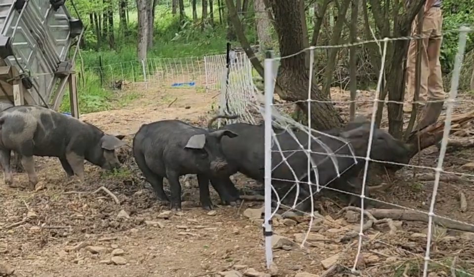 Pig Pushing through Pig Net