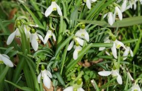 Spring Flowers