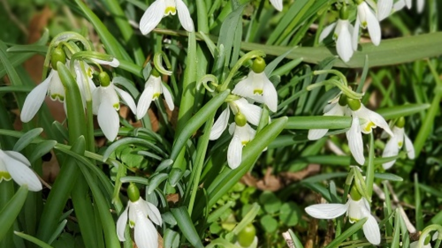 Spring Flowers