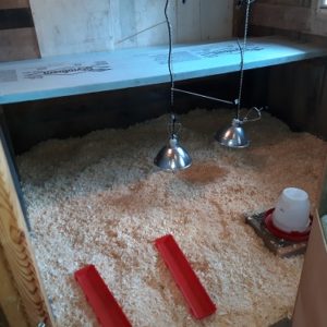 Chicken Brooder Set Up