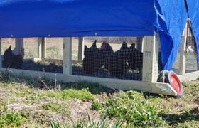 Chicken Tractor Build