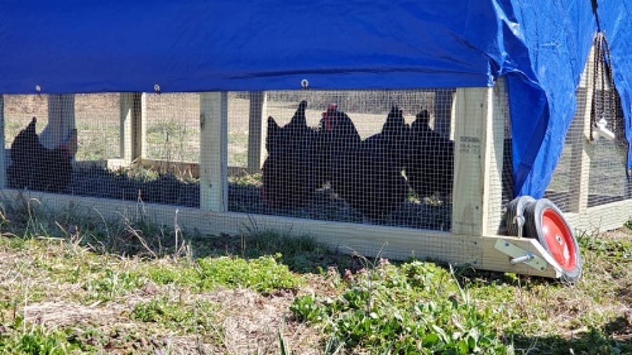 Hens in the Chicken Tractor