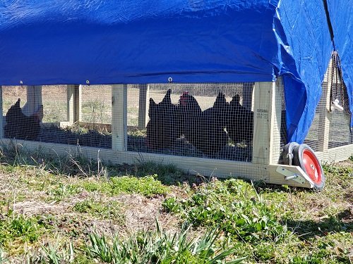 Hens in the Chicken Tractor
