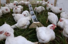 Chickens Growing on Grass