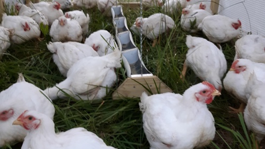 Chickens Growing on Grass