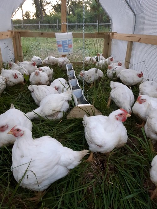 Chickens Growing on Grass