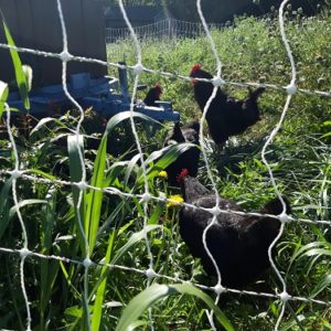 Chickens in Poultry Net