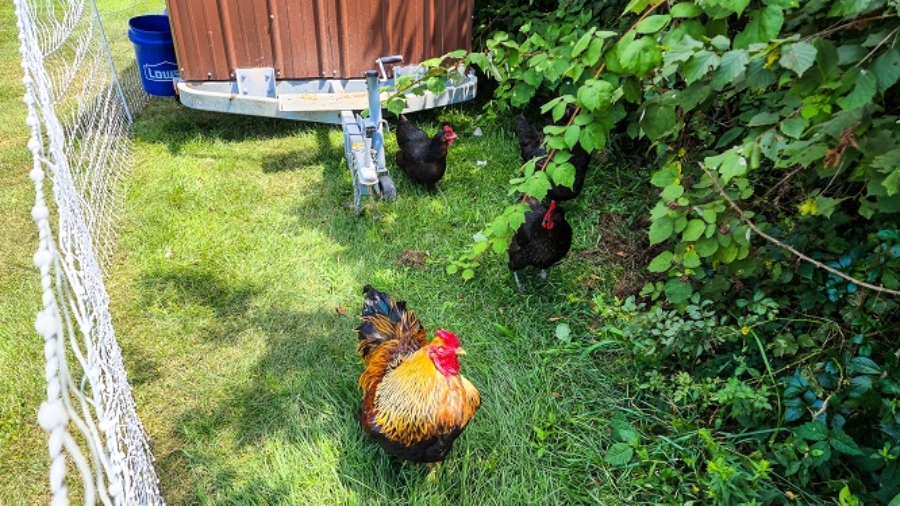 Our beautiful Brahma rooster outside the coop