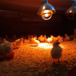 Chicks in the brooder