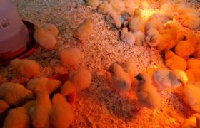 The Chicks Have Arrived!