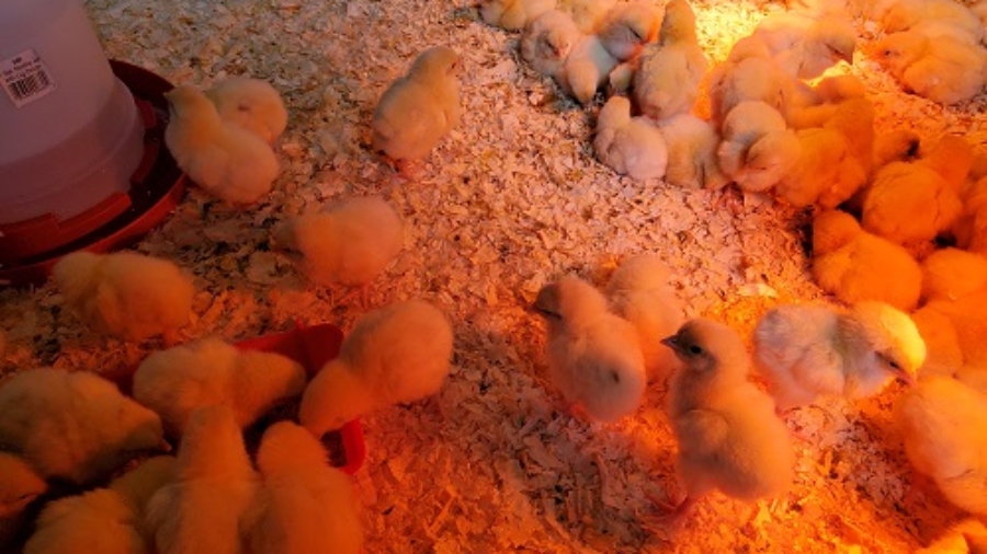 Happy Chicks in the Brooder