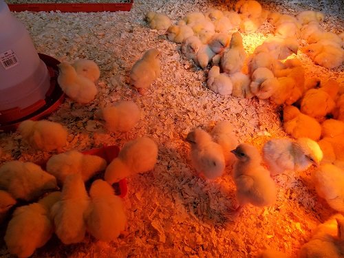 Happy Chicks in the Brooder