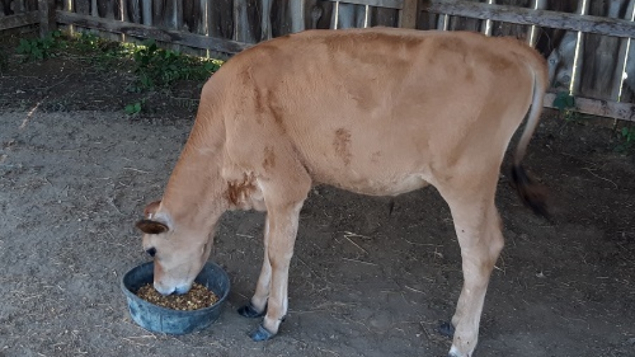 Cow eating grain