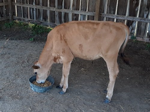 Cow eating grain