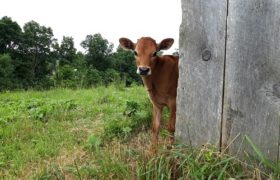 Cow looking at camera