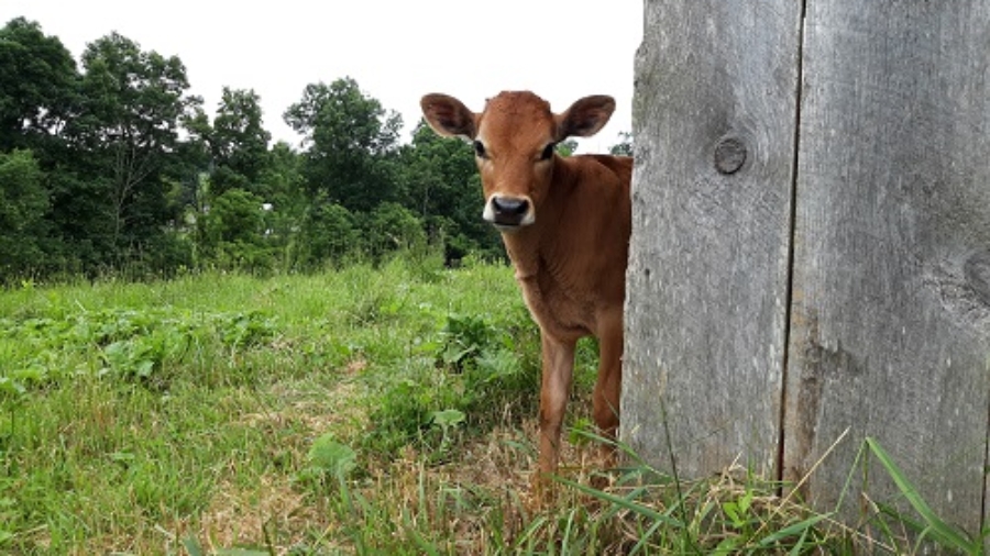 Cow looking at camera