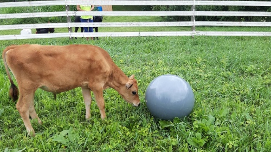 Cow Playing with Yoga Ball