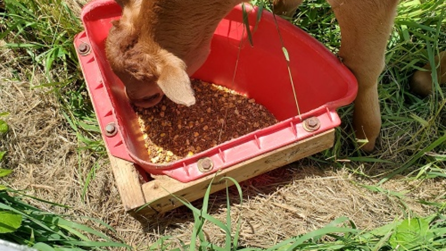 Cow eating feed from bucket