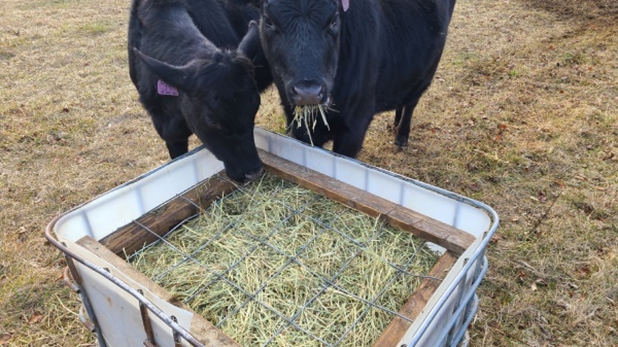 Cows at an IBC Tote Feeder