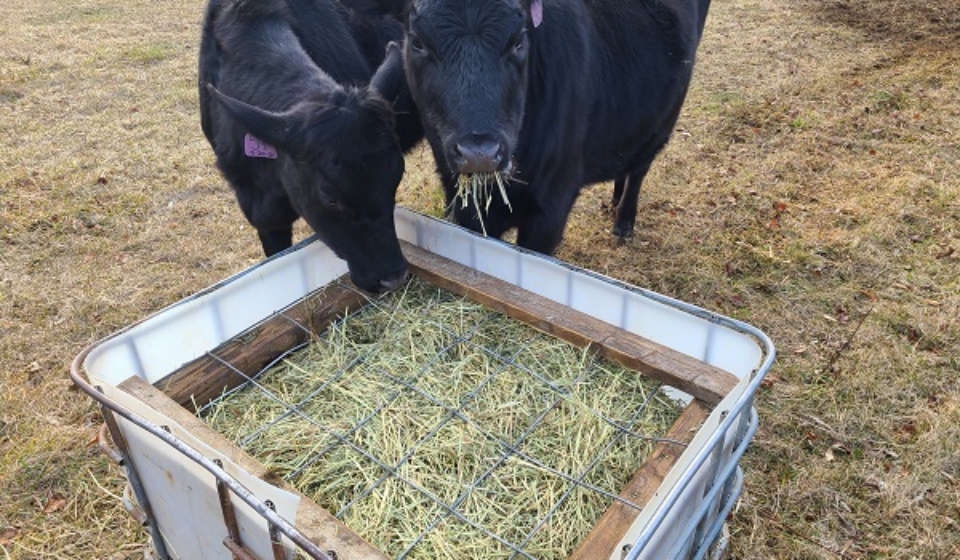 Cows at an IBC Tote Feeder