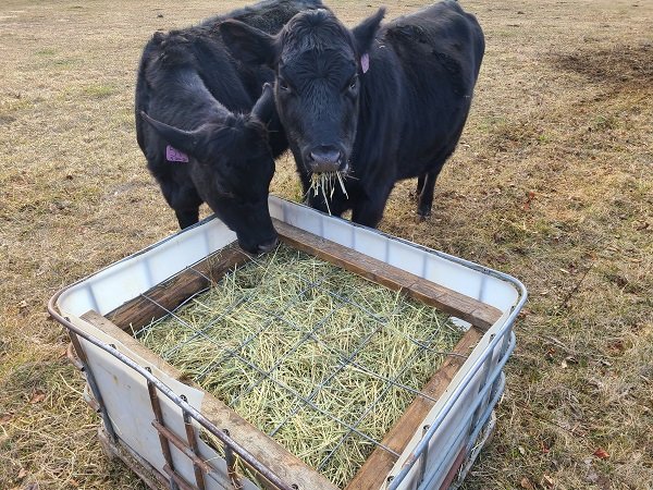Cows at an IBC Tote Feeder