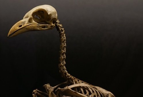 pexels-hans-van-der-lubbe-2493293