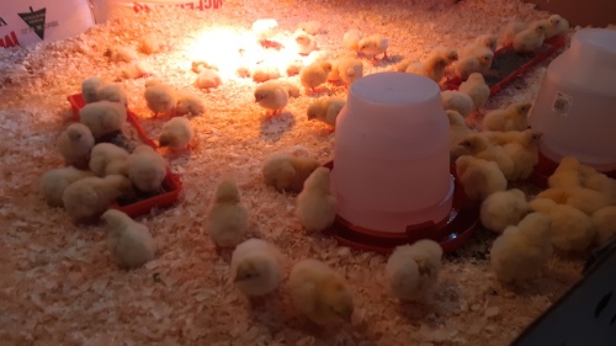 Chickens in the brooder