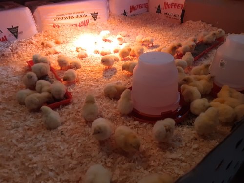 Chickens in the brooder