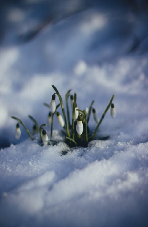 Flowers in Snow