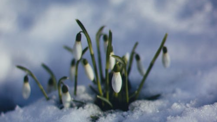 Flowers in Snow