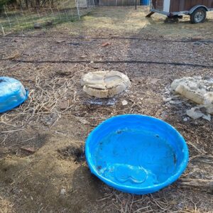 Frozen Duck Pools