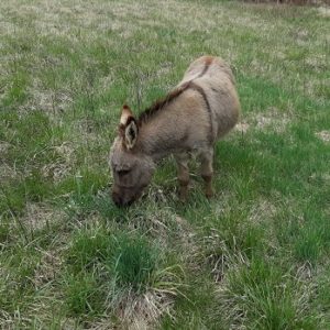 Donkey on Pasture