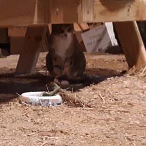 cat in barn