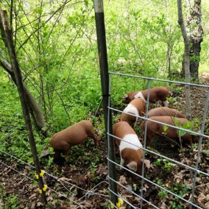 Duroc Cross Piglets