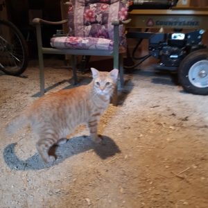 Cat in Barn