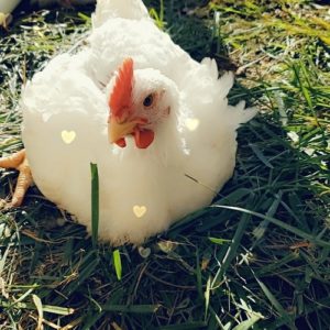 Chicken on Pasture