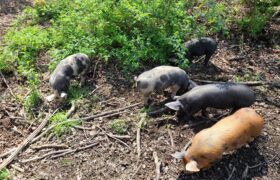 Silvopasture Pigs Project Update