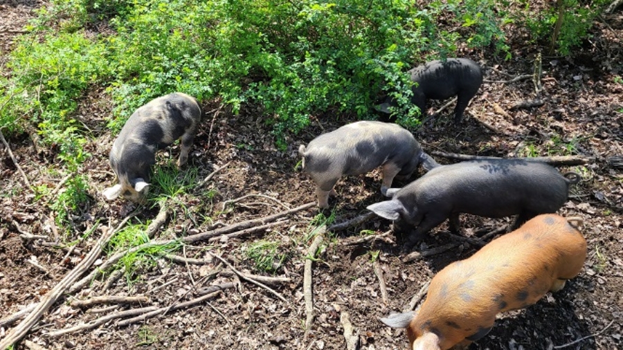 PIgs in Paddock 2023 for Posting