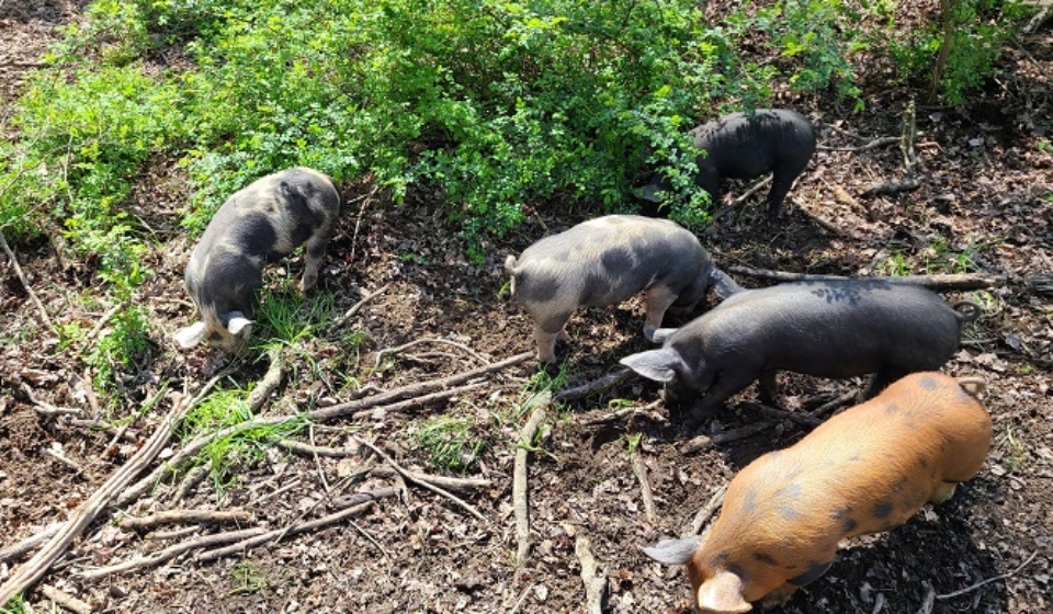 PIgs in Paddock 2023 for Posting