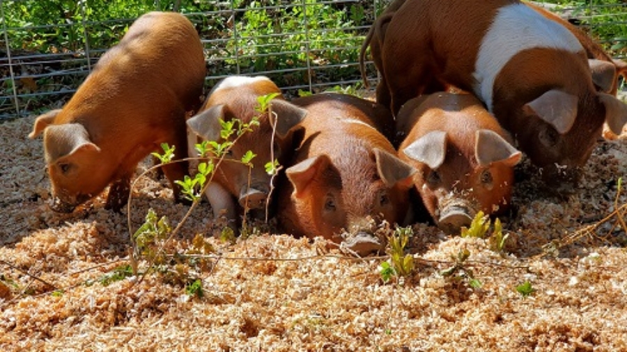 Cute Little Piggies