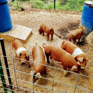 Duroc Pigs