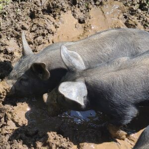 Pigs in the mud