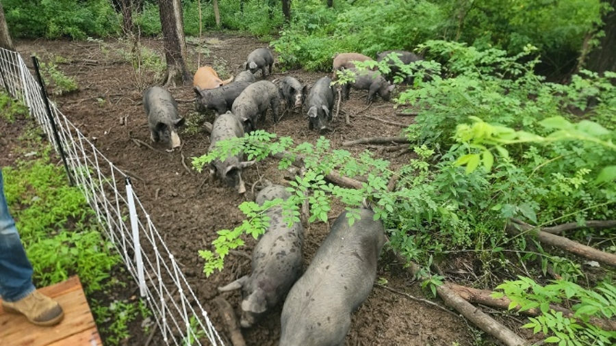 Pigs in a woodltot