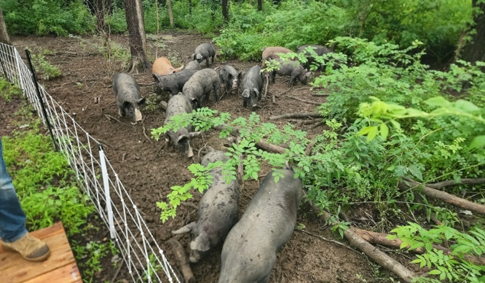 Pigs in a woodltot